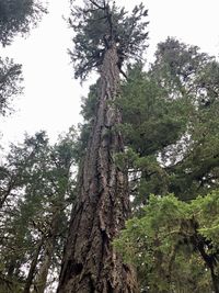 Low angle view of trees against sky