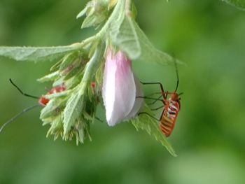 Close-up of insect on flower