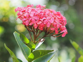 Close-up of pink flowering plant