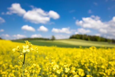 rapeseed