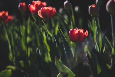 Close-up of red flowering plants