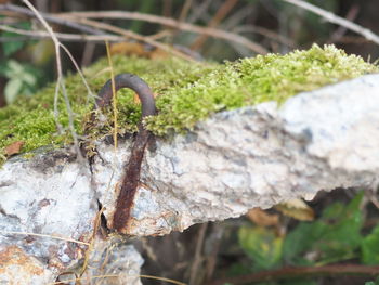 Close-up of insect on plant