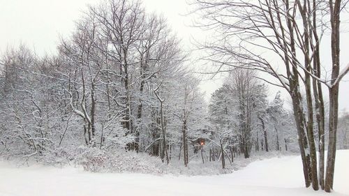 Bare trees on snow covered landscape