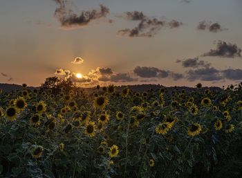 Scenic view of sunflower field against sky during sunset