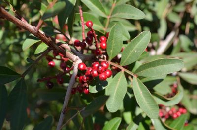 Close-up of red berries growing on tree