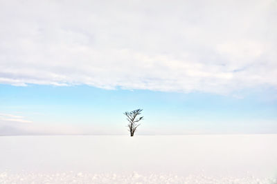 Bare tree on snow covered land against sky