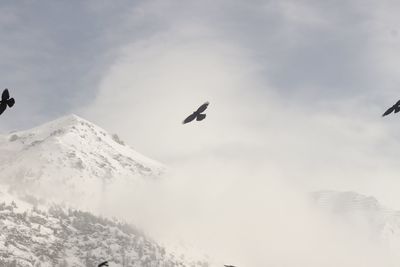 Bird flying over snowcapped mountain against sky