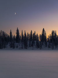 Trees on snow covered landscape against clear sky