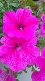 Close-up of pink flower