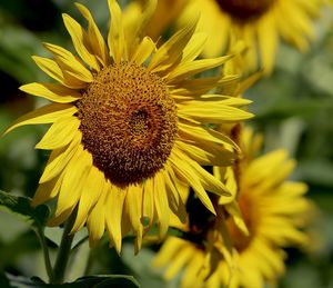 Close-up of sunflower