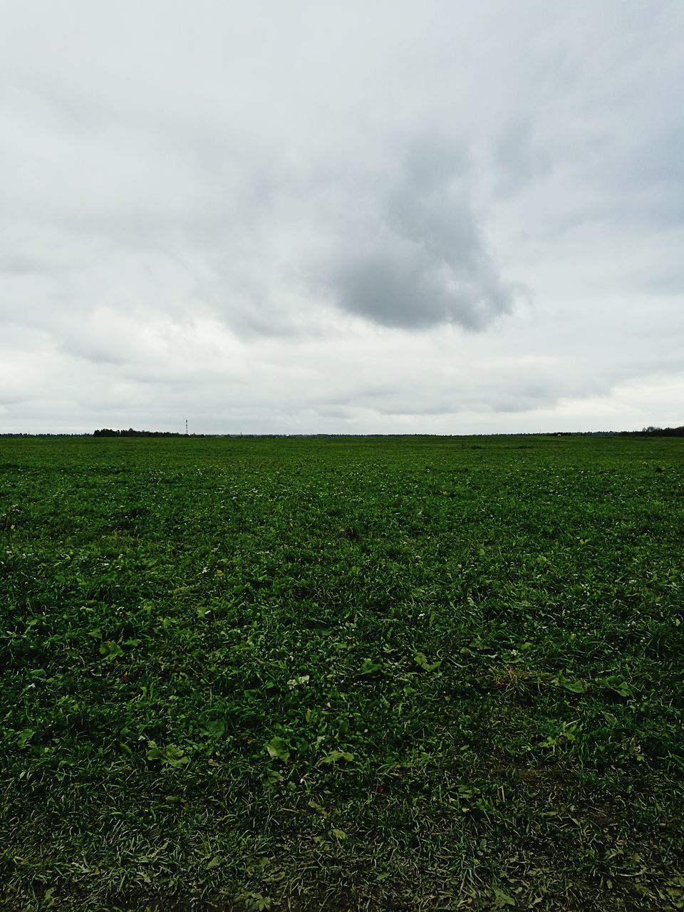 field, tranquil scene, sky, landscape, tranquility, green color, scenics, grass, beauty in nature, cloud - sky, nature, growth, cloudy, rural scene, solitude, farm, green, agriculture, day, grassy, horizon over land, no people, non-urban scene, distant, remote, majestic, cloudscape, freshness