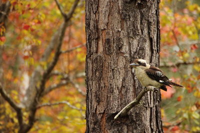 Bird perching on tree trunk