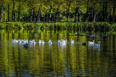 Swan swimming in lake