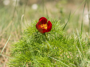 Close-up of poppy on field