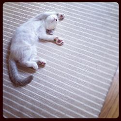 Cat lying on floor