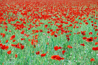 Poppy fields in an english summer
