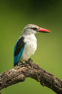 Woodland kingfisher facing right on dead branch