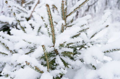 Snowy winter season in nature. fresh icy frozen snow and snowflakes covered spruce or fir pine tree