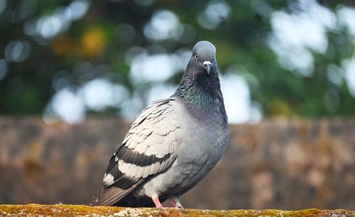 Close-up of pigeon perching on railing