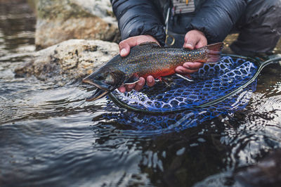 A man catches a brook trout during a cold morning in maine.