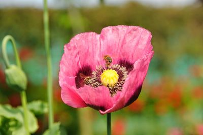 Close-up of pink flower blooming outdoors