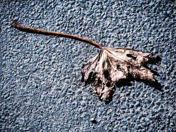 High angle view of animal skull