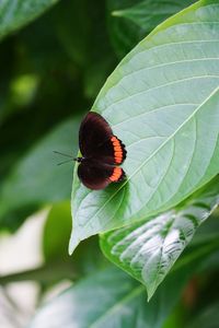 Close-up of butterfly on plant