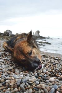 Close-up of dog relaxing on pebbles at beach