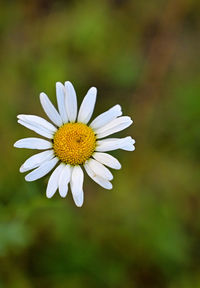 Close-up of white daisy flower