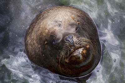 Close-up of sea lion swimming in water