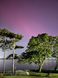 Low angle view of trees against sky at night
