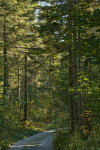 Dirt road amidst trees in forest