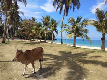 View of a horse on beach