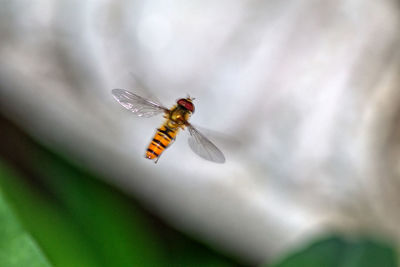 Close-up of bee pollinating flower