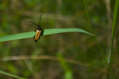 Close-up of insect on plant