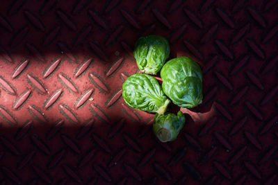 High angle view of fresh green leaf