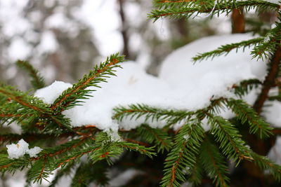 Close-up of pine tree during winter