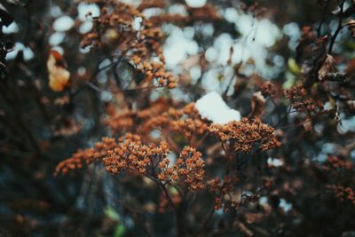 Close-up of plant growing on field during autumn