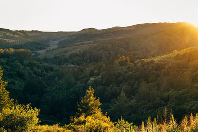 Scenic view of forest against clear sky