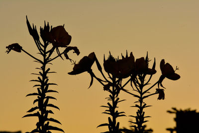 Low angle view of silhouette plants against sky