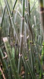 Close-up of bamboo plant on field