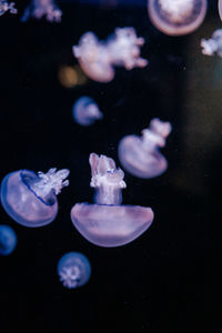 Close-up of jellyfish swimming in sea