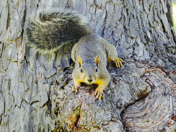 Close-up of squirrel on tree trunk