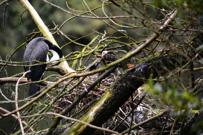 Bird perching on branch in forest