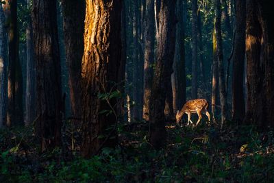 View of a forest