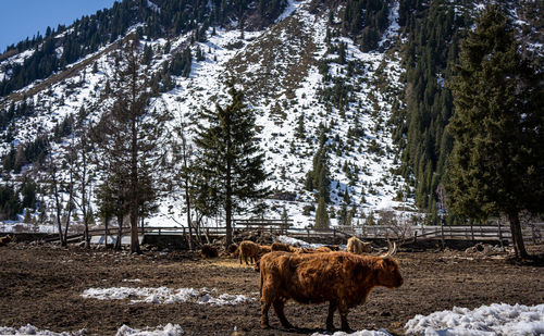 Horses grazing on snow covered landscape