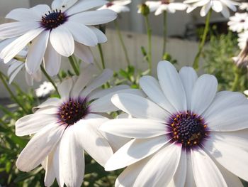 Close-up of white flowers growing on field