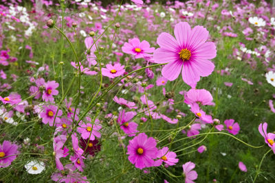 Close-up of pink cosmos flowers on field