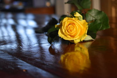 Close-up of yellow rose on table