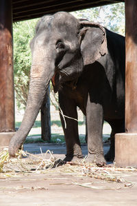 Elephant standing at zoo